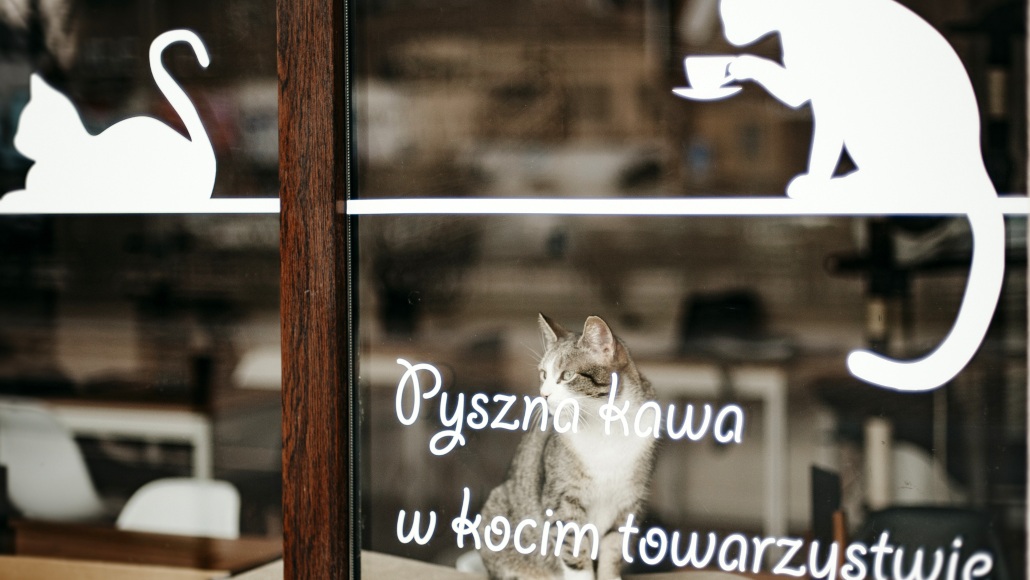 fot. Agnieszka Gurgul, Kot Cafe